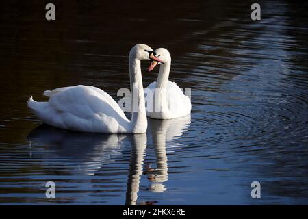 Ein paar weiße Schwäne schwimmen auf einem See, Spiegelung auf der Wasseroberfläche. Romantische Szene, Konzept von Liebe und Loyalität Stockfoto