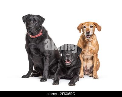 Gruppe von Labrador Retriever Hunden, isoliert auf weiß Stockfoto