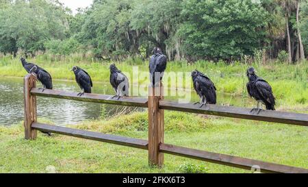 Geier sitzen auf einem Zaun im Myakka River State Park In der US-amerikanischen Florida Stockfoto