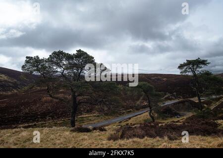 Pine Scots (Pinus sylvestris var. scotica) am Moorrand, Leadhills, South Lanarkshire, Schottland Stockfoto