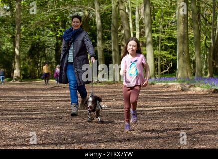 Mutter und Tochter gehen mit Cocker Spaniel Welpen in der parken Stockfoto