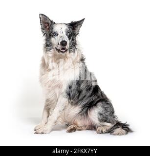 Blauäugige blaue Merle Border Collie, isoliert auf Weiß Stockfoto