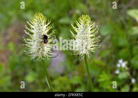 Teufel &#39;s Krallen, Phyteuma spicatum Stockfoto