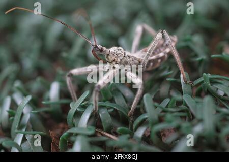 Der Wheel Bug oder Arilus cristatus in seiner Nymphenphase der Entwicklung... Es ist ein sehr aggressives Raubtier und wird oft als "Assassin Bug" bezeichnet. Stockfoto