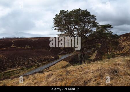 Pine Scots (Pinus sylvestris var. scotica) am Moorrand, Leadhills, South Lanarkshire, Schottland Stockfoto