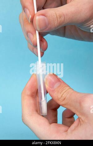Einmal-Tupfer In Pufferlösung, Covid 19 Antigen Schnelltest, Selbsttest Stockfoto