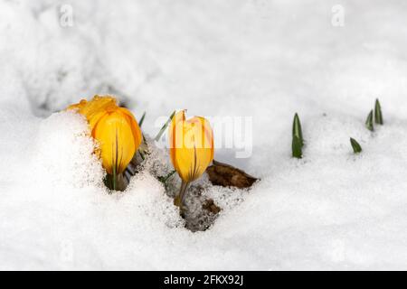 Gelbe Krokusse Im Schnee Stockfoto