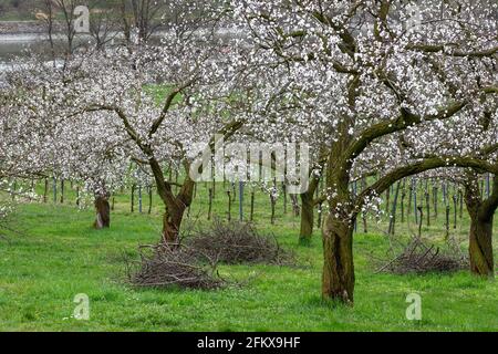 Aprikosenblüte In Der Wachau Niederösterreich Stockfoto