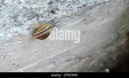 3D-Abbildung - Nahaufnahme einer Schnecke auf einem Wand Stockfoto