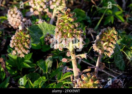 Butterbur, Petasiten-Hybridus Stockfoto