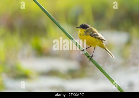 WESTERN Yellow Wagtail - Motacilla flava, schöner gelber Barschvögel aus europäischen Wiesen, See Ziway, Äthiopien. Stockfoto