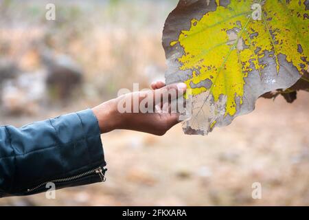 Krankheit an Teakholzblättern auf dem Bauernhof. Pflanzenkrankheit. Stockfoto