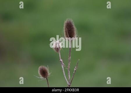 Trockene Distelblüte auf einem Feld auf grünem Hintergrund. Stockfoto