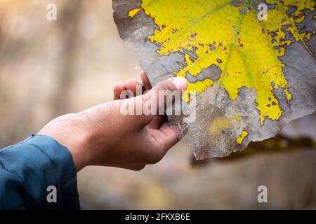 Krankheit an Teakholzblättern auf dem Bauernhof. Pflanzenkrankheit. Stockfoto