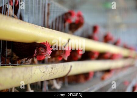 Kishoreganj, Bangladesch - 01. Mai 2021: Geflügelfarm in Mithamoin in Kishoreganj, Bangladesch am 01. Mai 2021. Stockfoto