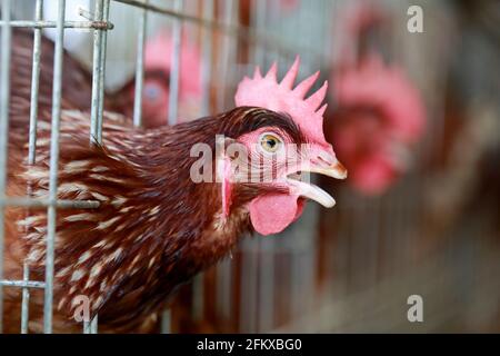 Kishoreganj, Bangladesch - 01. Mai 2021: Geflügelfarm in Mithamoin in Kishoreganj, Bangladesch am 01. Mai 2021. Stockfoto