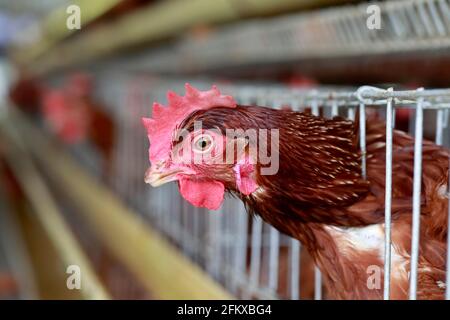 Kishoreganj, Bangladesch - 01. Mai 2021: Geflügelfarm in Mithamoin in Kishoreganj, Bangladesch am 01. Mai 2021. Stockfoto