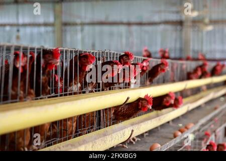 Kishoreganj, Bangladesch - 01. Mai 2021: Geflügelfarm in Mithamoin in Kishoreganj, Bangladesch am 01. Mai 2021. Stockfoto