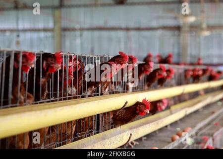 Kishoreganj, Bangladesch - 01. Mai 2021: Geflügelfarm in Mithamoin in Kishoreganj, Bangladesch am 01. Mai 2021. Stockfoto