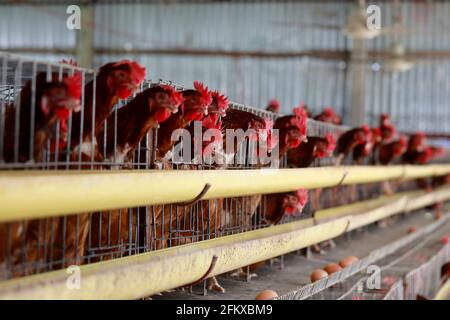 Kishoreganj, Bangladesch - 01. Mai 2021: Geflügelfarm in Mithamoin in Kishoreganj, Bangladesch am 01. Mai 2021. Stockfoto