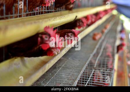 Kishoreganj, Bangladesch - 01. Mai 2021: Geflügelfarm in Mithamoin in Kishoreganj, Bangladesch am 01. Mai 2021. Stockfoto