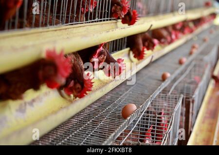 Kishoreganj, Bangladesch - 01. Mai 2021: Geflügelfarm in Mithamoin in Kishoreganj, Bangladesch am 01. Mai 2021. Stockfoto