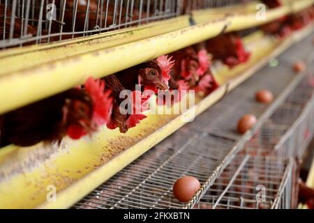 Kishoreganj, Bangladesch - 01. Mai 2021: Geflügelfarm in Mithamoin in Kishoreganj, Bangladesch am 01. Mai 2021. Stockfoto