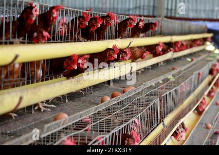 Kishoreganj, Bangladesch - 01. Mai 2021: Geflügelfarm in Mithamoin in Kishoreganj, Bangladesch am 01. Mai 2021. Stockfoto