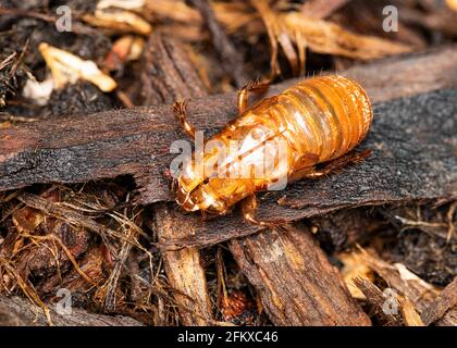 Eine Brut X cicada hat ihr Exoskelett verlassen, nachdem sie aus dem Untergrund hervorgegangen ist. Stockfoto