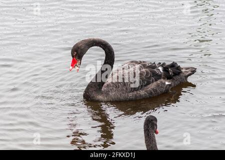 Seltener schwarzer Schwan, der Plastikmüll in einem See frisst, Umweltverschmutzung wirkt sich auf Tiere, Wildtiere und die Natur aus Stockfoto