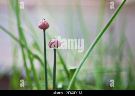 Schnittlauch (kulinarisches Kraut Allium schoenoprasum), der im Garten mit zwei violetten Blütenknospen gepflanzt wurde. Mai, Frühling, Großbritannien Stockfoto