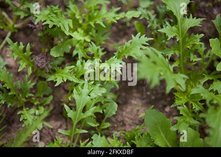 Salatblätter / Blattgemüse, die im Garten im Boden wachsen, meist Rucola (Rucola, Eruca vesicaria) Stockfoto
