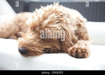 Ein rot-brauner Kokakapoo-/Kokakapohund (Canis lupus familiaris) liegt auf einem Kissen im Freien, Kopf auf Pfote Stockfoto