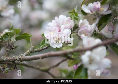 Die europäische Honigbiene (westliche Honigbiene) APIs mellifera bestäubt die Apfelblüte (Malus domestica) der Sorte 'Bedfordshire Findling'. Feder Stockfoto