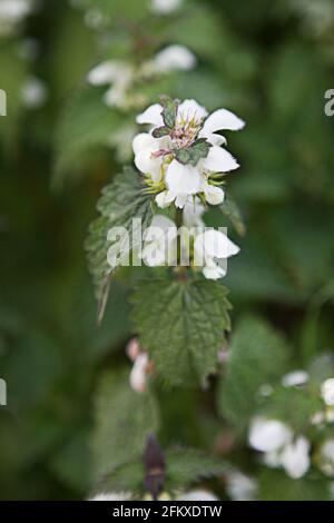 Weiße Totennessel (Lamium Album) mit weißen Blüten in einem Vertikalstern, eine essbare Pflanze, die im Mai/Frühling in England wild wächst Stockfoto