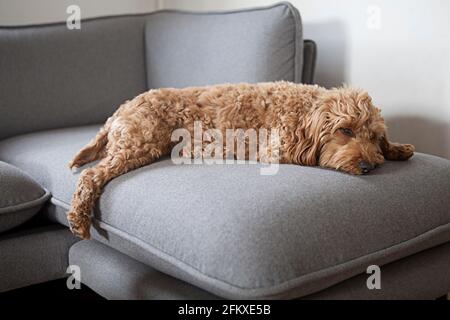 Ein rot/brauner Kakapoo (Cockerpoo, Pudel-Kreuz) Hund liegt gestreckt, entspannt, auf der Couch ruht Stockfoto