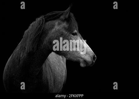 Pferdeportrait isoliert auf schwarzem Hintergrund. Stockfoto