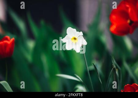 Blumen Hintergrund mit zarten weißen Narzissen zwischen Garten mit Grün Gras und rote Tulpen Stockfoto