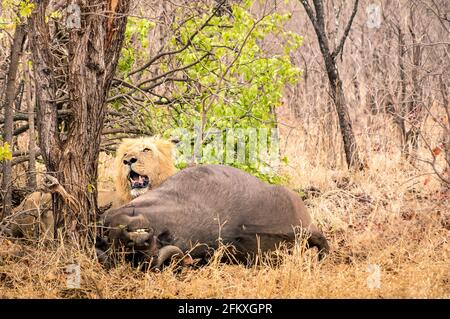 Lion bereit, einen Büffel zu nach der Jagd im Busch Holz in Südafrika Savanne - Konzept der Natur Gesetze und Wild food chain Essen Stockfoto