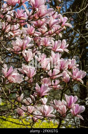 Magnolie blüht Stockfoto