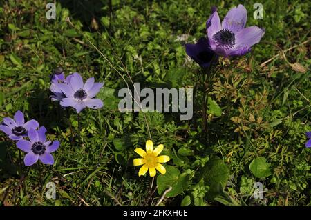 Nahaufnahme von bunten Blumen auf dem Berg Hymettus in Griechenland in Feder Stockfoto