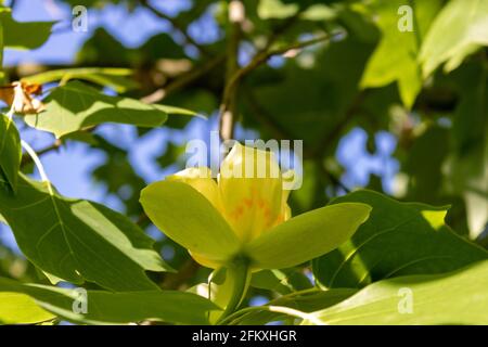 Tulpenbaumblume (Liriodendron tulipifera) zwischen grünen Blättern im Sommerbaldachin, Nahaufnahme Stockfoto