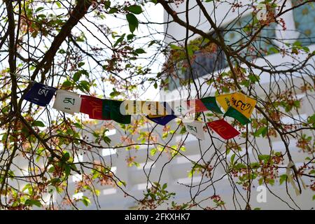 Wien, Österreich. Gebetsfahnen in einem Kirschbaum an der Friedenspagode Stockfoto