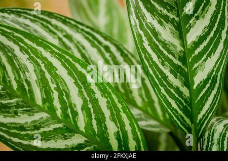 Nahaufnahme von gemusterten weißen und grünen Dieffenbachia-Blättern Stockfoto