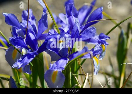 Eine blaue Iris blüht im Frühling in Großbritannien - Iris Spuria „Lucky Devil“ Stockfoto