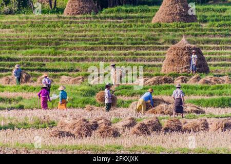 HSIPAW, MYANMAR - 30. NOVEMBER 2016: Lokale Menschen ernten Reis auf einem Feld in der Nähe von Hsipaw Stockfoto