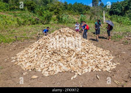 HSIPAW, MYANMAR - 2. DEZEMBER 2016: Teilnehmer einer geführten Wanderung um Hsipaw beobachten einen Haufen Maiskolben, Myanmar Stockfoto