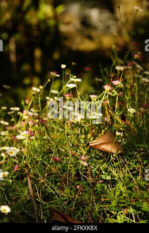 Mexikanische Gänseblümchen lateinischer Name Erigeron karvinskianus fotografiert in White Pine Waldreservat Neuseeland, wo es eine invasive Art ist Stockfoto