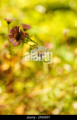 Mexikanische Gänseblümchen lateinischer Name Erigeron karvinskianus fotografiert in White Pine Waldreservat Neuseeland, wo es eine invasive Art ist Stockfoto