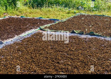 Trocknen von Teeblättern in einem Dorf in der Nähe der Stadt Kalaw, Myanmar Stockfoto